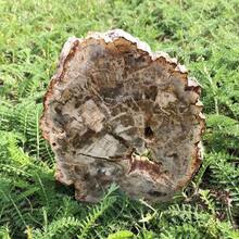 1塊自然石化木片,石化木癒合石、冥想石、天然水晶雕刻口袋裝飾、水晶禮物、水晶塑像、癒合石、冥想石 - 1pc random - 查看 9