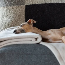 Pet Blankets & Covers - 鏽棕色 - 查看 2