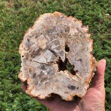 1塊自然石化木片,石化木癒合石、冥想石、天然水晶雕刻口袋裝飾、水晶禮物、水晶塑像、癒合石、冥想石 - 1pc random - 查看 12