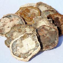 1塊自然石化木片,石化木癒合石、冥想石、天然水晶雕刻口袋裝飾、水晶禮物、水晶塑像、癒合石、冥想石 - 1pc random - 查看 4