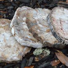 1塊自然石化木片,石化木癒合石、冥想石、天然水晶雕刻口袋裝飾、水晶禮物、水晶塑像、癒合石、冥想石 - 1pc random - 查看 3