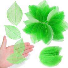 浮雕,乾燥和壓製樹葉樹脈樹葉樹脈樹脈樹脈樹脈樹脈樹脈樹脈樹脈樹脈樹脈樹脈36pcs天然和乾燥的鑽石樹脂骨架樹葉裝飾藝術工藝品,製作蠟燭,手機殼,婚禮裝飾產品（經過處理並免於有害動物風險） - 薄荷綠 - 查看 1