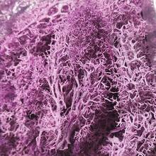 地衣苔蘚簇用於灌木、模型樹葉裝飾的比例模型建材、迷你樹模型diy佈局景觀地景地衣苔蘚簇用於灌木、模型樹葉等等。 - 紫色 - 查看 2