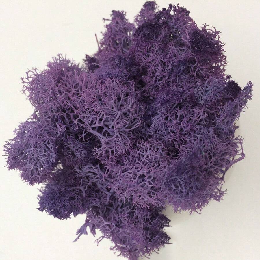 地衣苔蘚簇用於灌木、模型樹葉裝飾的比例模型建材、迷你樹模型diy佈局景觀地景地衣苔蘚簇用於灌木、模型樹葉等等。 - 紫色 - 查看 1