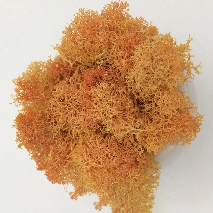 Lichen Moss Cluster For Bushes,Model Trees Foliage Scale Model Building Material Miniature Tree Model DIY Layout Dioramas Lichen Moss Cluster For Bushes Model Trees Foliage Scale Model Building Material Miniature - Orange Color - View 1