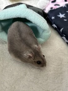 1 random color style Oxford cloth warm pet litter suitable for hamsters, guinea pigs, gerbils, daily household use - Multicolor - View 6