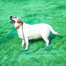 1條重型狗繩,強力編織繩繩,按鈕式鉤子狗牽引繩,適用於中小大型犬 - 灰色 - 查看 6