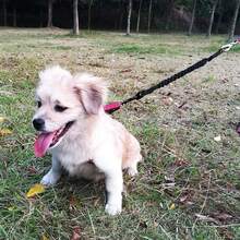 狗狗連接器,可減震的彈性狗繩附件,耐用的尼龍狗繩延長裝置配備不銹鋼旋轉夾,提高狗狗安全性,非常適合騎自行車、跑步、散步等運動 - 黑色 - 查看 10