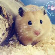 500g Hamster Birch Wooden Shavings Pet Swarf Deodorant Remove Odor Dust Warm Mat Sawdust Random Taste For Rabbits Chinchillas
