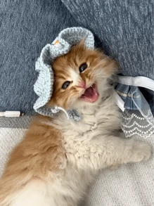 Sombrero de gato suave y lindo de otoño nuevo, disfraz de mascota con forma de flor azul de ganchillo, adorable gorra de gato - Azul - Ver 8