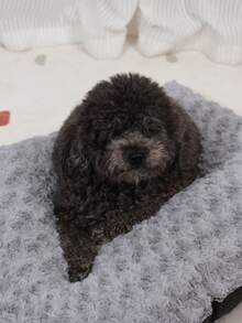 1pc Grey Rose Pattern Pet Bed Suitable For Pets Up To 20kg, Size: 64x51cm - Grey - View 7