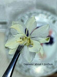 1包/15張天然乾燥壓花,用於樹脂模具,樹脂裝備套件,相簿,指甲,珠寶模具,製作蠟燭,皂,相框,手提包diy - 多色 - 查看 8