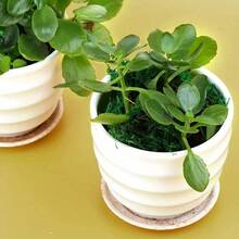 190g Large Capacity Fake Moss For Potted Plants, Artificial Natural Moss For Fake Plants Indoor, Moss For Home & Office Decor, DIY Crafts, Forest Moss For Hamsters - Green - View 5