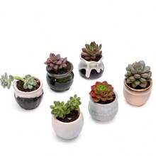 1個帶有反應釉的陶瓷拇指盆,適用於多肉植物,迷你花盆適用於桌面裝飾 - 彩色 - 查看 4
