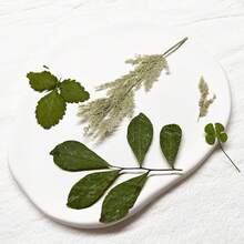 15入組乾燥壓花樹葉樹脂手工藝製作用品,可以用於製作蠟燭、珠寶,或用於創作相簿 - Light Green - 查看 7