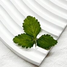 15入組乾燥壓花樹葉樹脂手工藝製作用品,可以用於製作蠟燭、珠寶,或用於創作相簿 - Light Green - 查看 5