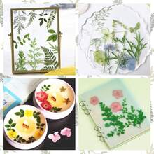 15入組乾燥壓花樹葉樹脂手工藝製作用品,可以用於製作蠟燭、珠寶,或用於創作相簿 - Light Green - 查看 3