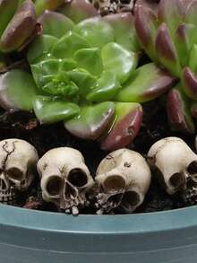 20入組條紋迷你骷髏裝飾品,適用於萬聖節、盆栽、辦公桌、家庭辦公室、生日、庭院、草坪、門廊、哥特式萬聖節房間裝飾（條紋隨機） - 棕色 - 查看 5