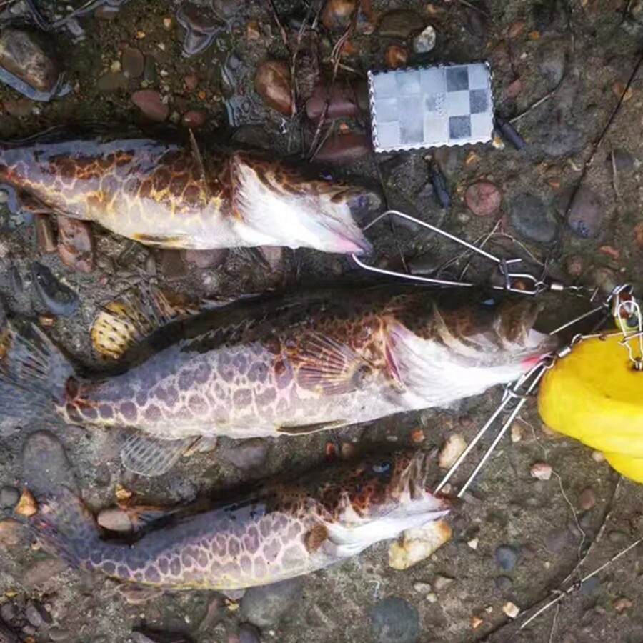 50pcs/Pack Colorful Flavored Shrimp Oil Rolling Tail Artificial Fishing