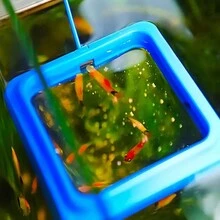 1入組水族養殖魚缸浮空餌食圈裝置,圓形配件餌斗,吸盤式魚飼料供應器 - 藍色 - 查看 5