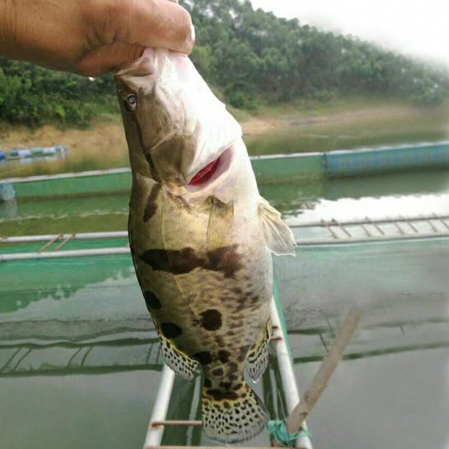 50pcs/Pack Colorful Flavored Shrimp Oil Rolling Tail Artificial Fishing