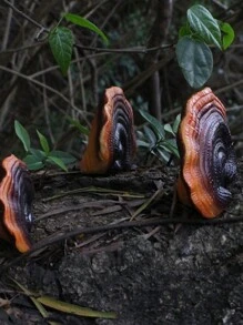 5pcs/Set New Resin Ganoderma Lucidum Ornaments Realistic Simulation Plant Figurines Miniatures For Home Garden Decoration Crafts - Multicolor - View 8