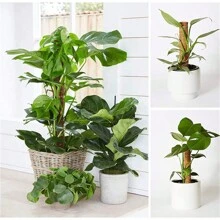 1pc Natural Coconut Palm Stick Plant Climbing Support Stake For Outdoor Garden - Brown - View 9