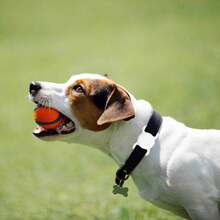 2入組AirTag狗項圈座，適用於蘋果AirTag狗追蹤器，防丟失矽膠Air Tag持有人保護套 - 白色 - 查看 4