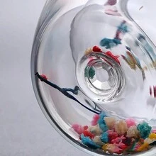 1 Pc 350ml Creative Double Wall Glass Cup Real Flower Conch Flash Filler Glass Cups Hand Gifts High Borosilicate Glass Cups With Handles - Apricot - View 11