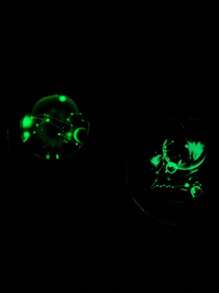 Twelve Constellation Moon Star Combination Starry Sky Luminous Necklace Titanium Steel Pendant Friend Couple Gift - Constellation - View 9