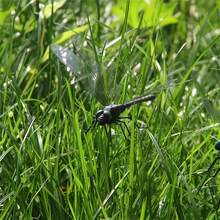 4pcs Dragonfly Garden Stake, Plastic Yard Sign With Stake ForGarden Decor, Halloween Decor, Fall Decor, Thanksgiving - Black - View 2