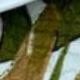 Castanho