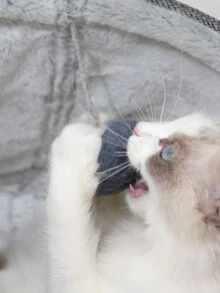 1件可攜式淺灰色寵物床,適用於20磅以下的貓狗,尺寸45x45cm - 灰色 - 查看 6