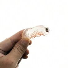 Bee Life Cycle Sculpture Toy - Apricot - View 7