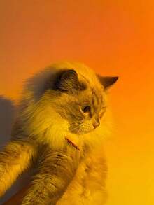 1 Pc Pink Projection Light For Indoor Party Decorations, Ambiance Lighting And Night Lighting - Pink - View 7