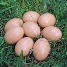 1 件實木蛋（略有色差）,高仿真復活節生日派對惡作劇模擬蛋,節日裝扮道具,派對小禮物魔術道具 - 彩色 - 查看 1