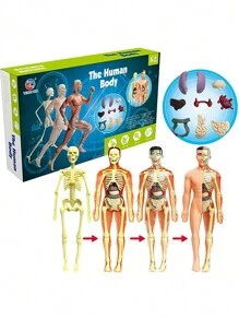 Ingooood 26入組可拆卸人體模型,1入組stem教育玩具,器官和骨架拼裝玩具,兒童學習用品 - 彩色 - 查看 2