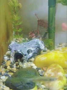 1pc Driftwood Fragment Aquarium Decor, Shrimp & Fish Hiding House, Fish Tank Landscape Ornament