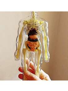 Ingooood 26入組可拆卸人體模型,1入組stem教育玩具,器官和骨架拼裝玩具,兒童學習用品 - 彩色 - 查看 4
