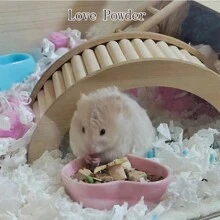 Ceramic Food Bowl/Plate For Hamster, Anti-Bite And Cute Mini/Large Food Bowl For Hamster/Rabbit/Guinea Pig/Hedgehog - Blue - View 2