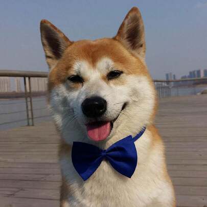 Solid Color Pet Bow Tie With Single Layer For Fashion Show