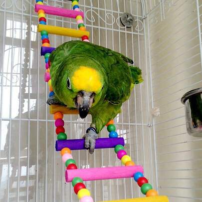 1 件随机颜色手工染色珠饰梯子设计鹦鹉玩具，适用于鸟爬秋千笼配件和用品