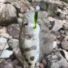 螺旋尾部釣魚誘餌軟餌6.5cm逼真魚餌,適用於鱸魚 - 彩色 - 查看 4