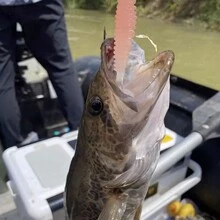 螺旋尾部釣魚誘餌軟餌6.5cm逼真魚餌,適用於鱸魚 - 彩色 - 查看 2