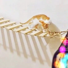 1 件猫爬桥，适用于猫笼、猫树和猫墙架，悬挂木制猫墙绳梯，用于玩耍、攀爬和休息，长度：35 厘米/50 厘米/100 厘米，最大负载：12 公斤（26 磅） - 杏色 - 查看 2