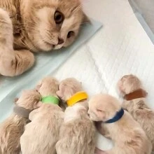 12入組12色新生寵物小貓/小狗識別環,彩色項圈,出生記號繩