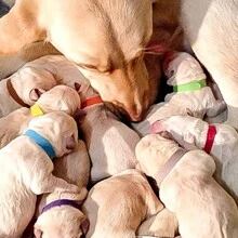 12入組12色新生寵物小貓/小狗識別環,彩色項圈,出生記號繩