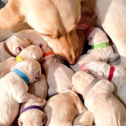 12 Peças Anel De Identificação De Gatinho/filhote De Cachorro Recém-nascido Em 12 Cores, Coleira Colorida, Corda De Marcação De Nascimento