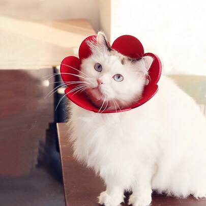 1 件伊丽莎白花卉项圈，适用于猫和小型犬，防止已绝育宠物舔咬