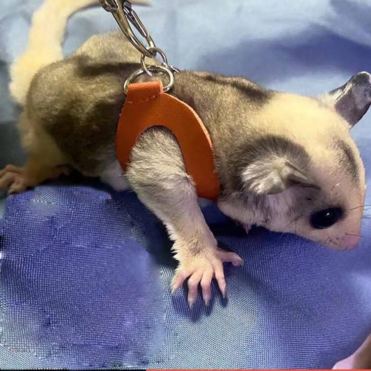 フクロモモンガハーネスリード、ハムスターハーネスリード